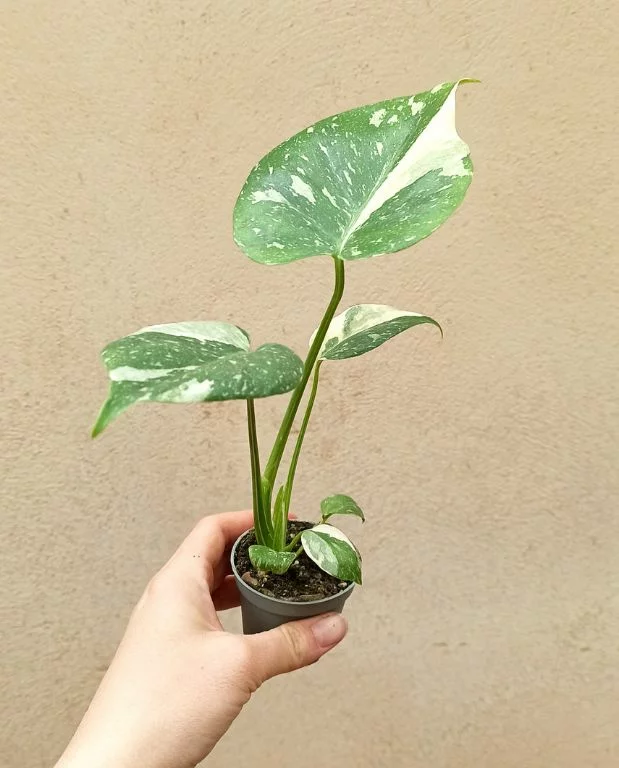 Monstera Thai Constellation – Image 7