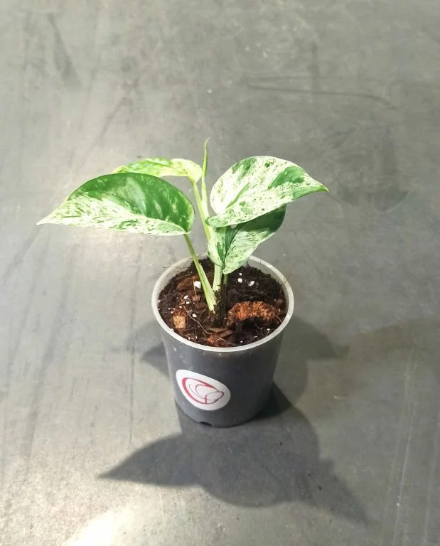 Epipremnum Pinnatum Marble Variegata – Image 4