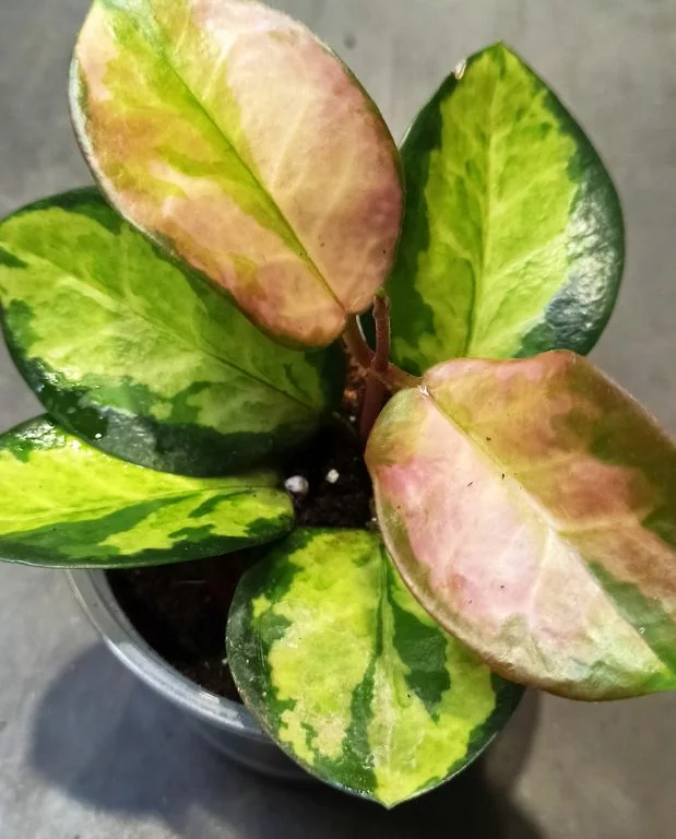 Hoya Australis Lisa – Image 2