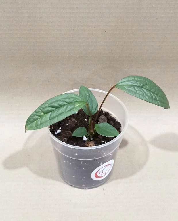 Anthurium Arisaemoides – Image 6