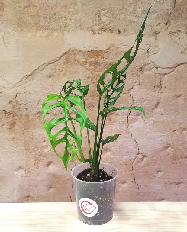 Monstera Obliqua Peru – Image 3