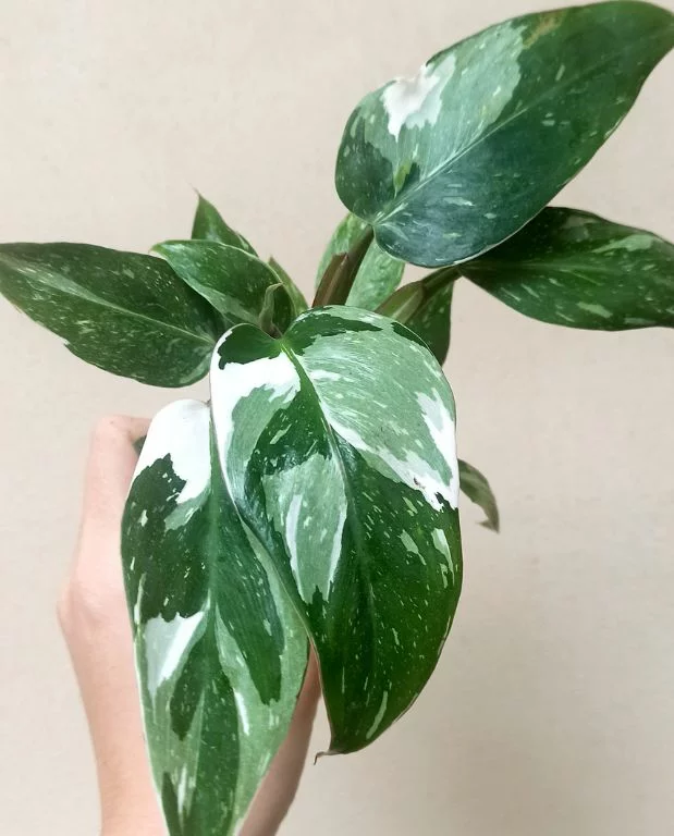 Philodendron White princess – Image 2