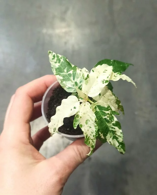 Ficus Aspera Variegata – Image 2