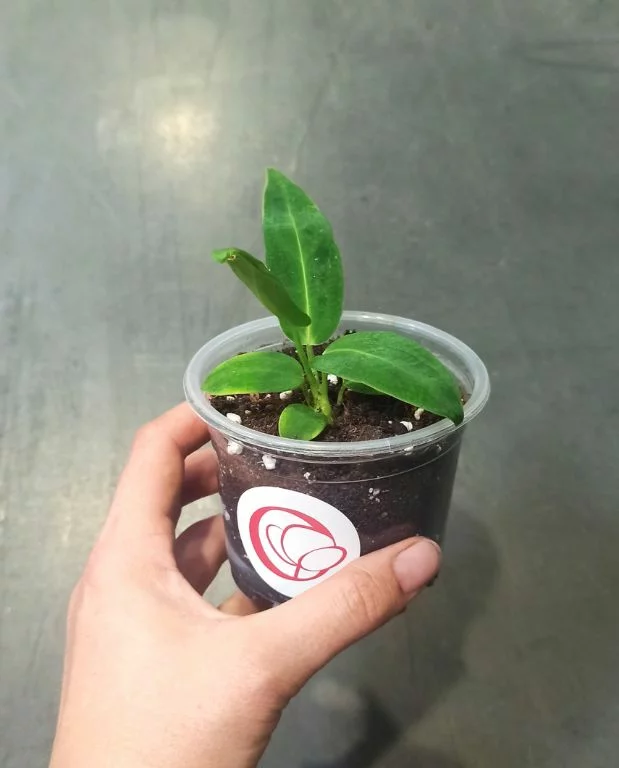 Anthurium Warocqueanum – Image 7