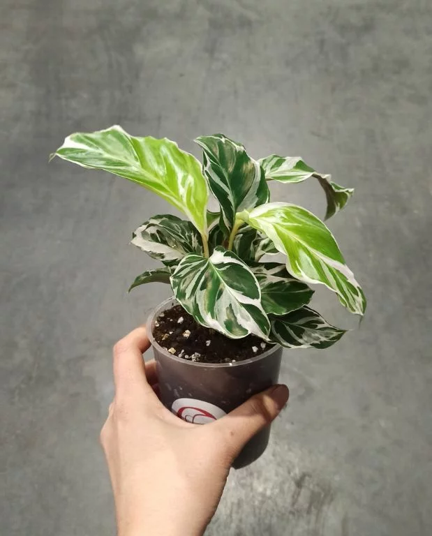 Calathea White Fusion – Image 3