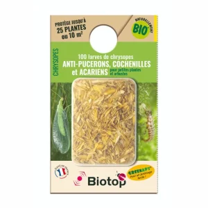 100 larves Chrysopes contre les Pucerons, Cochenilles et Acariens