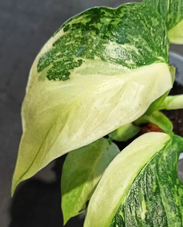 Philodendron Jose Buono – Image 2