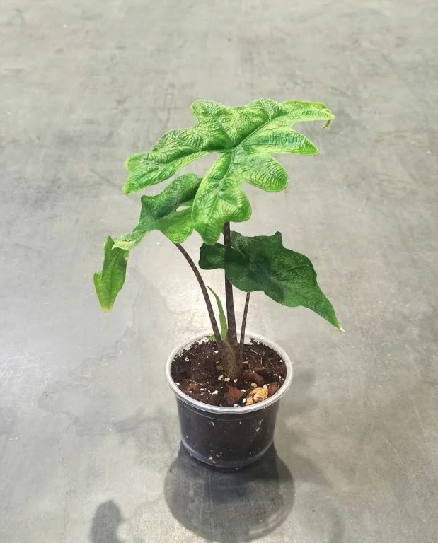 Alocasia Jacklyn – Image 7