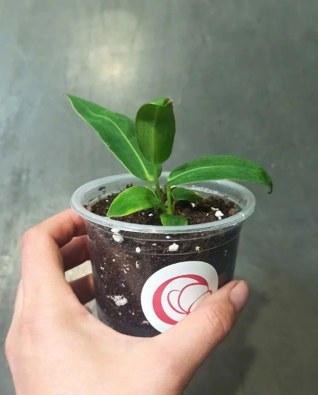 Anthurium Warocqueanum – Image 8