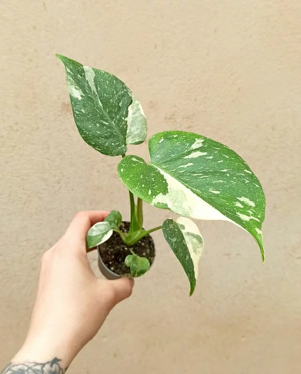 Monstera Thai Constellation – Image 8