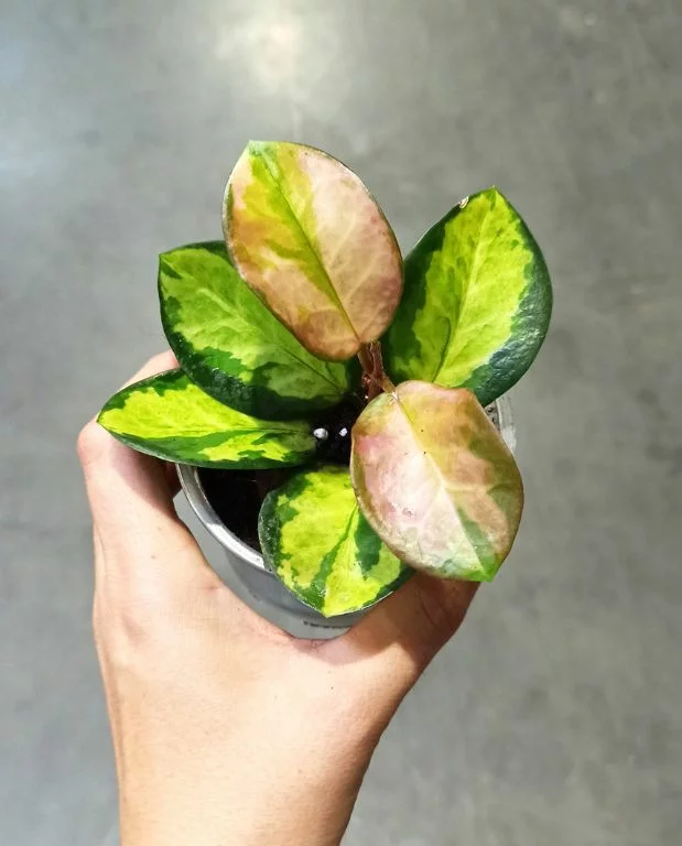 Hoya Australis Lisa – Image 6