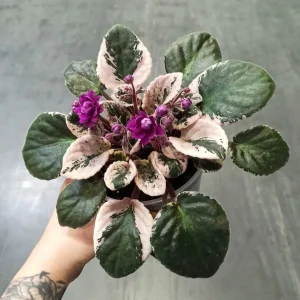 Saintpaulia Streptocarpus Hovariagata – Violettes Africaines