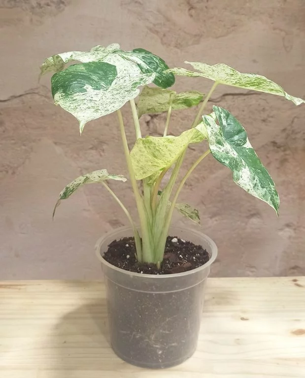 Alocasia macrorrhiza Splash – Image 5