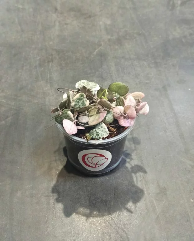 Ceropegia Woodii variegata – Image 6