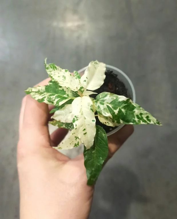 Ficus Aspera Variegata – Image 3