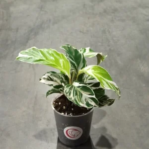 Calathea White Fusion
