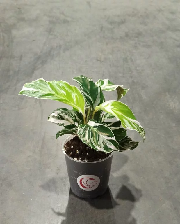 Calathea White Fusion – Image 4