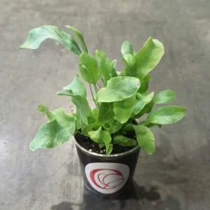 Phlebodium aureum Blue Star