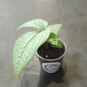 Amydrium Medium Silver