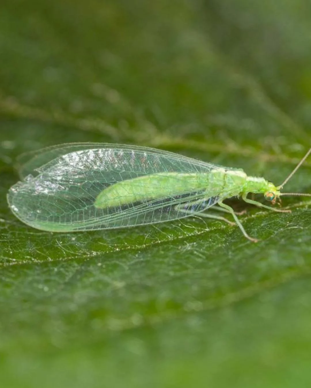 100 larves Chrysopes contre les Pucerons, Cochenilles et Acariens – Image 2