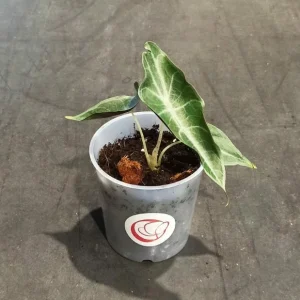 Alocasia Longiloba Purple