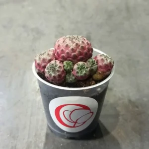 Sulcorebutia Rauschii Violacidermis