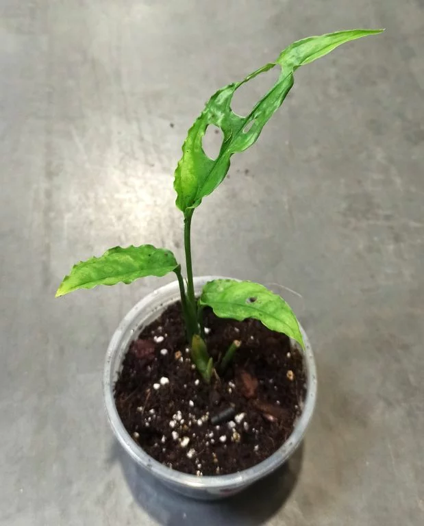 Monstera Obliqua Peru – Image 8