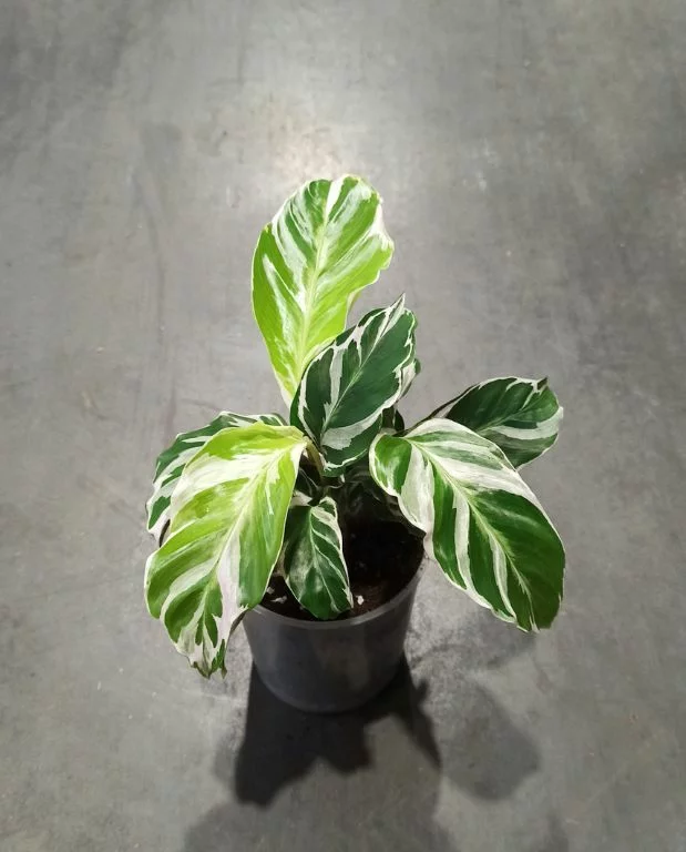 Calathea White Fusion – Image 5