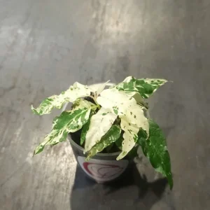 Ficus Aspera Variegata