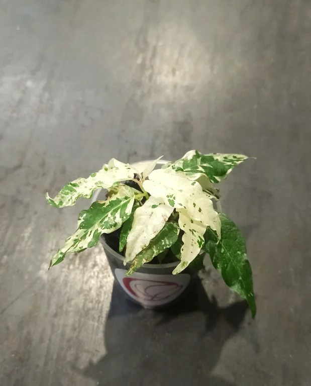 Ficus Aspera Variegata