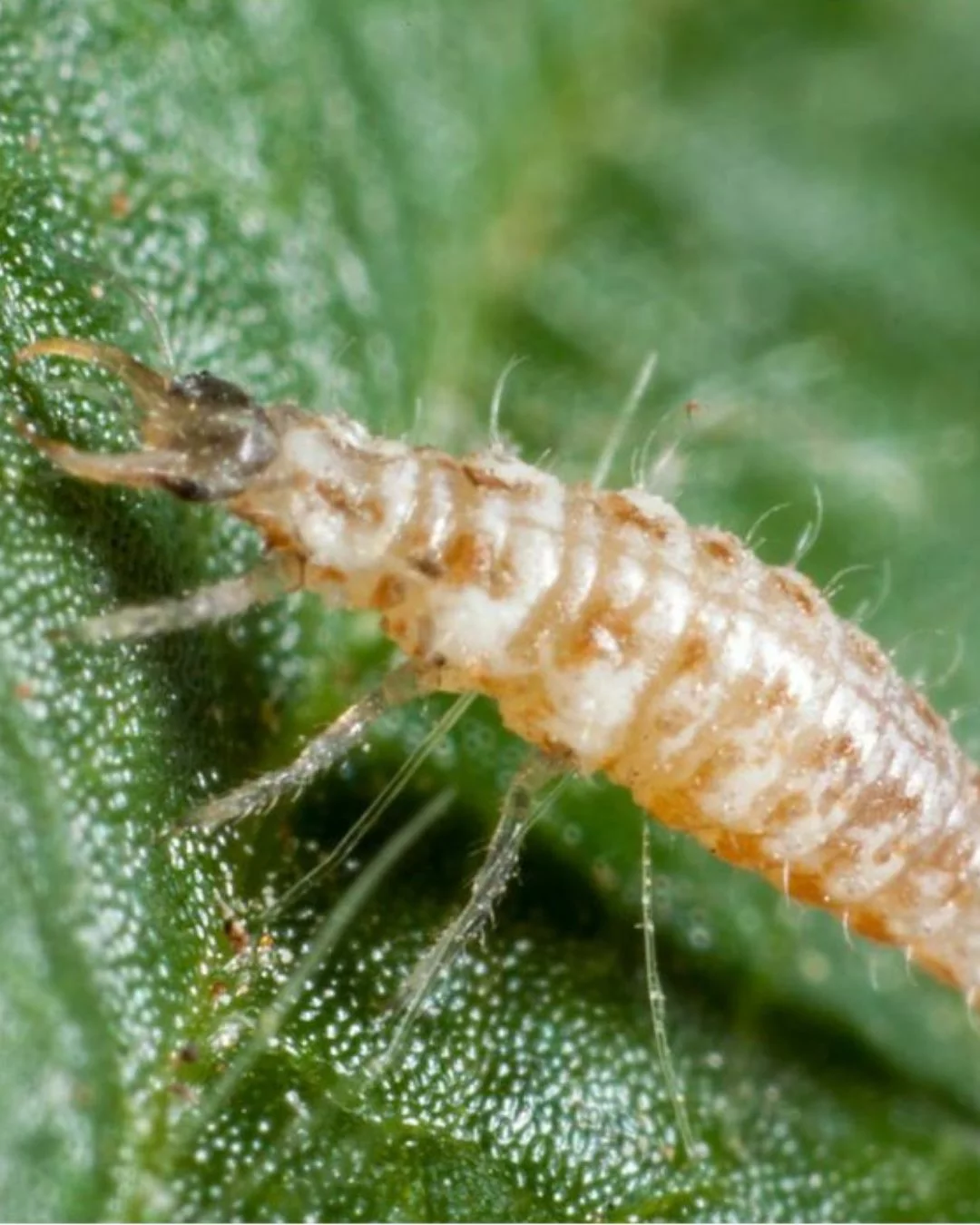 100 larves Chrysopes contre les Pucerons, Cochenilles et Acariens – Image 3