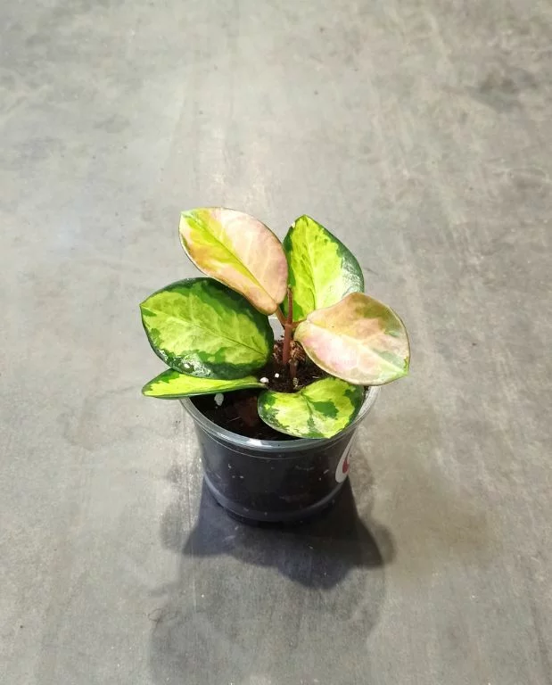 Hoya Australis Lisa – Image 3