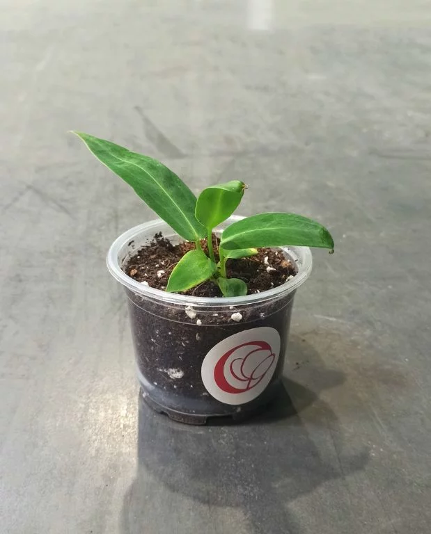 Anthurium Warocqueanum – Image 9