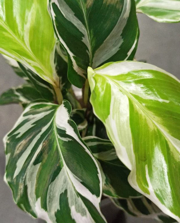 Calathea White Fusion – Image 2