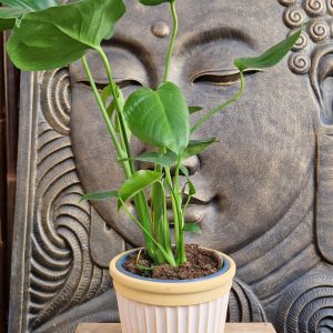 Cache Pot Amos pastel