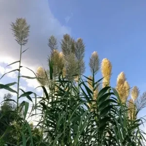 Arundo donax