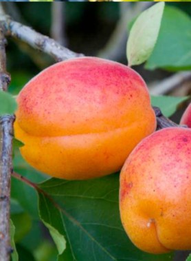 Abricotier CANINO – Image 2