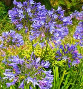 Agapanthes en mélange