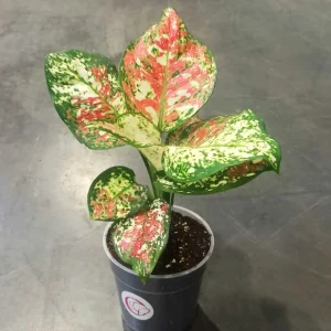 Aglaonema Jazzy Red