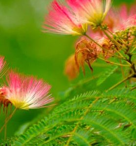 Albizia OMBRELLA