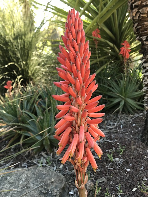 Aloe Spinosissima – Image 3