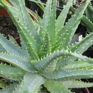 Aloe Spinosissima