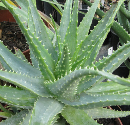 Aloe Spinosissima