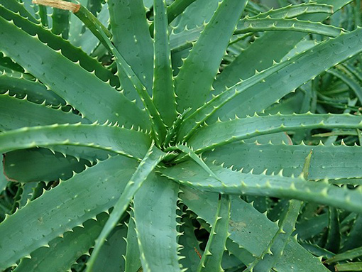 Aloe Spinosissima – Image 2