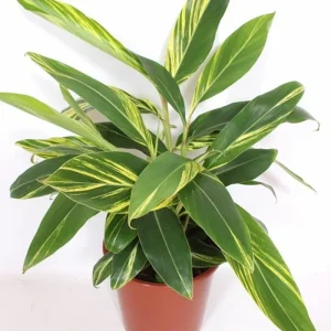 Alpinia zerumbet Variegata