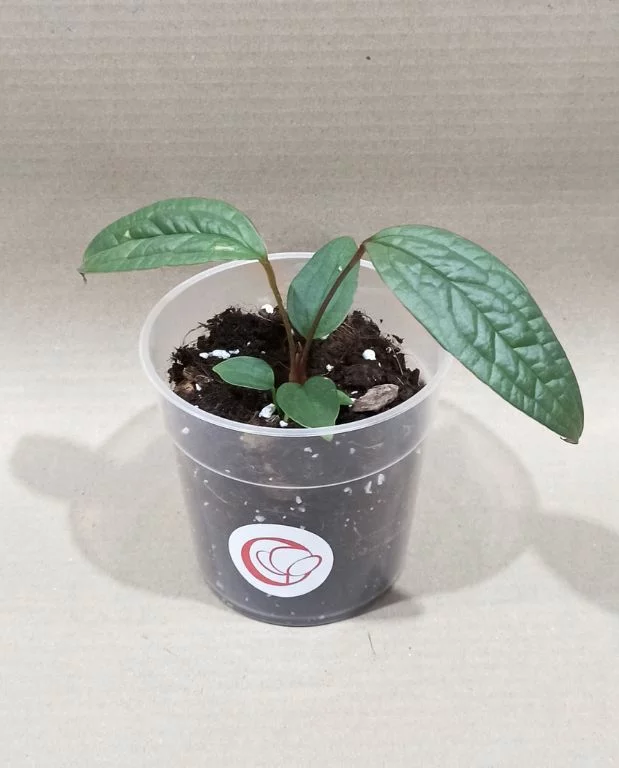 Anthurium Arisaemoides – Image 5