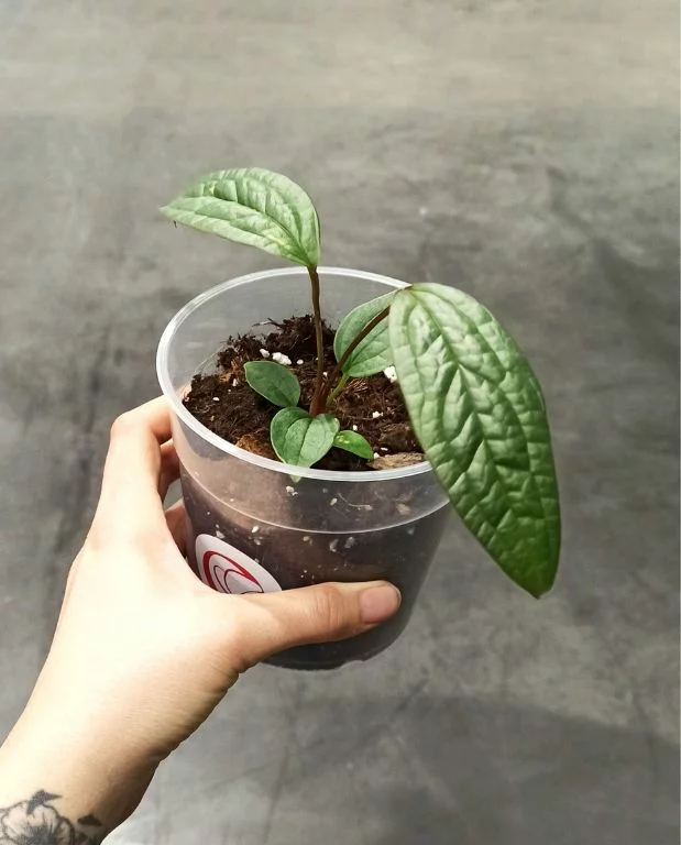 Anthurium Arisaemoides – Image 7