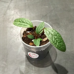 Anthurium Arisaemoides