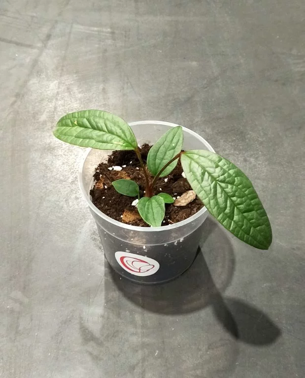 Anthurium Arisaemoides