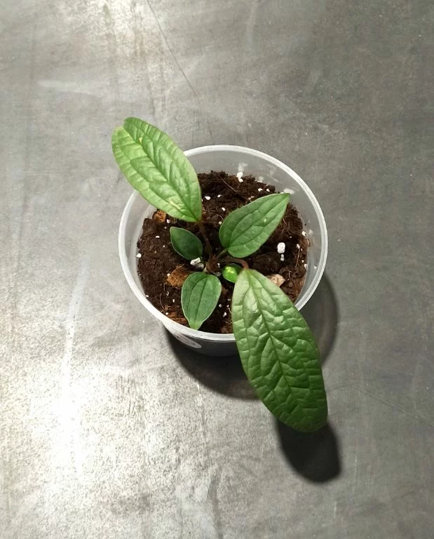 Anthurium Arisaemoides – Image 4